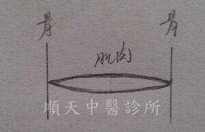 肌肉長度太長